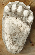 cast of a black bear paw print