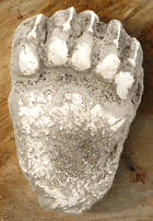 cast of a grizzly bear paw print